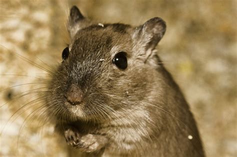 7 Hamster Eye Colors & Their Rarity (With Pictures) .